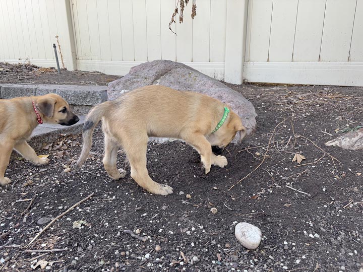 chinook dog